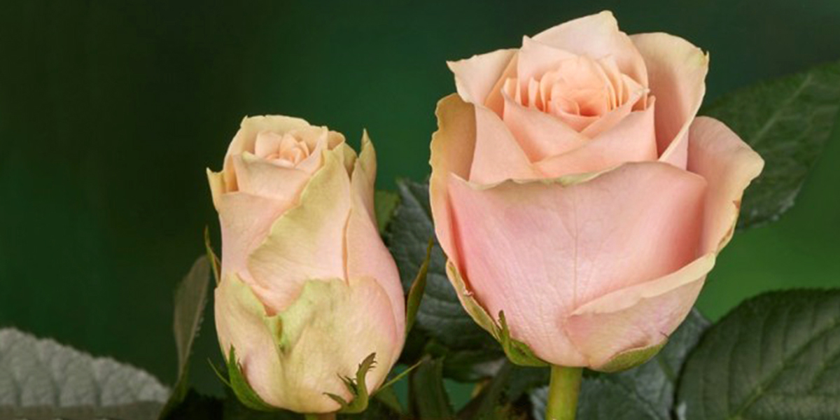 Rose Harmony in Peach Cut flower on Thursd header.jpg
