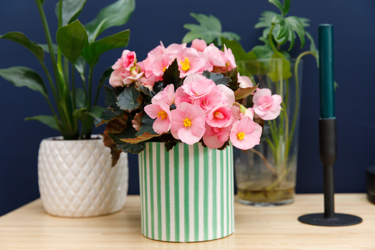 Flowering begonias - begonia Sweeties pink - on Thursd