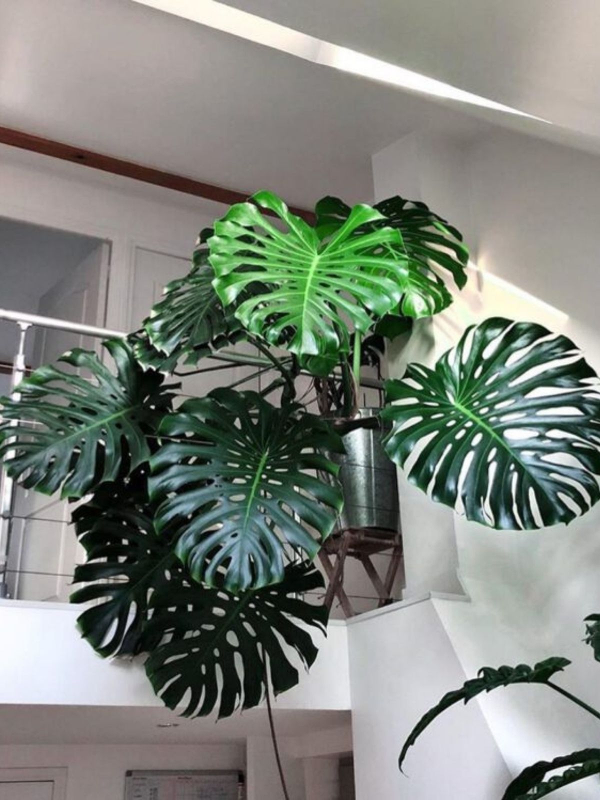 Big monstera plant in home
