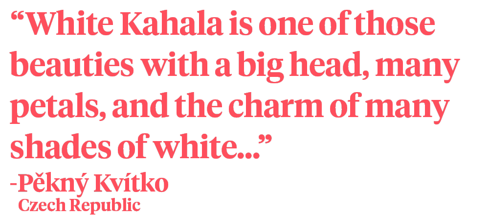 White Kahala - quote on Thursd