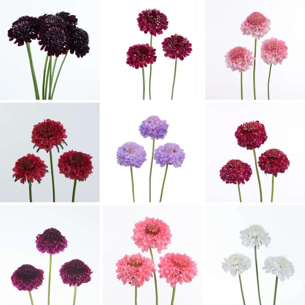 Scabiosa Scoop varieties from Danziger - on Thursd