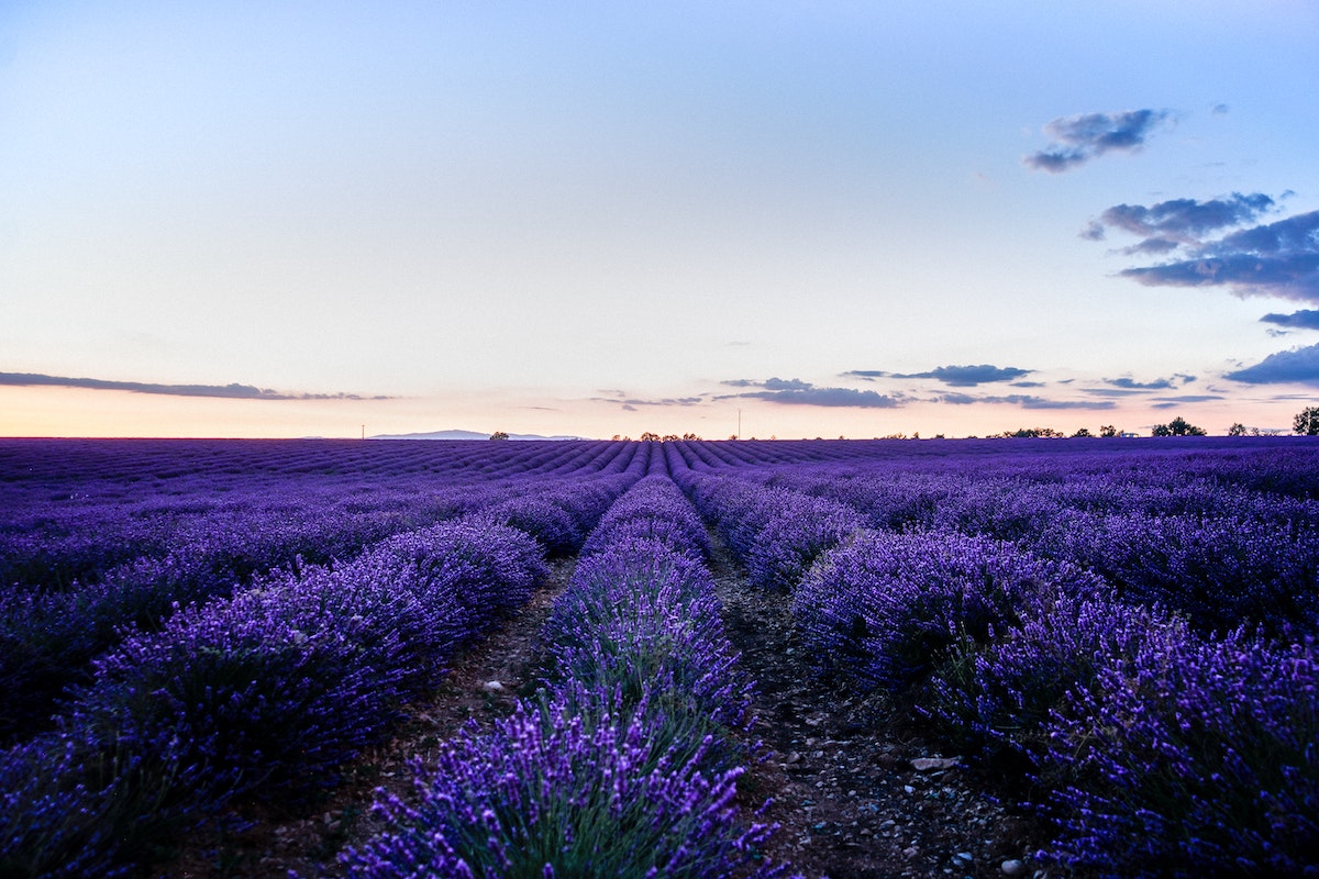 Field of Lavender on Thursd