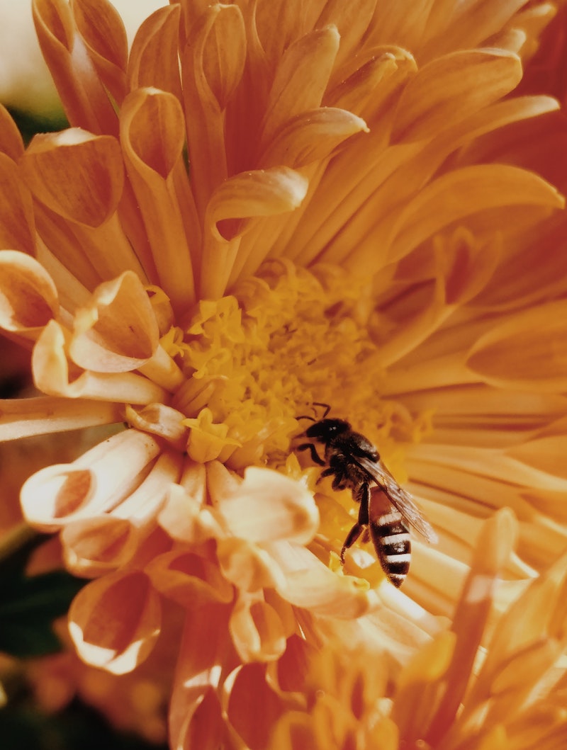 Bee pollinating flower