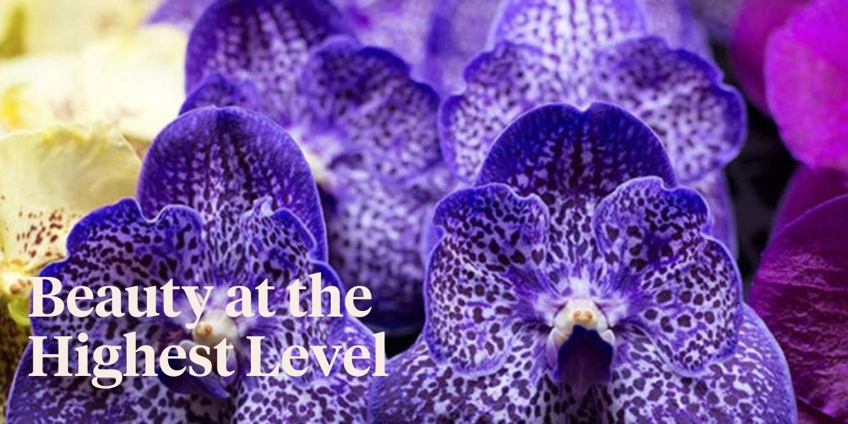 5-extraordinary-vanda-orchids-youll-want-to-get-your-hands-on-right-now-header