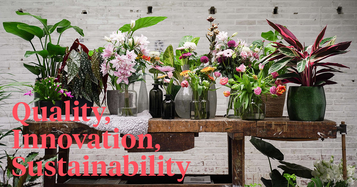 Decorum Flowers and Plants 50 Reasons to Choose