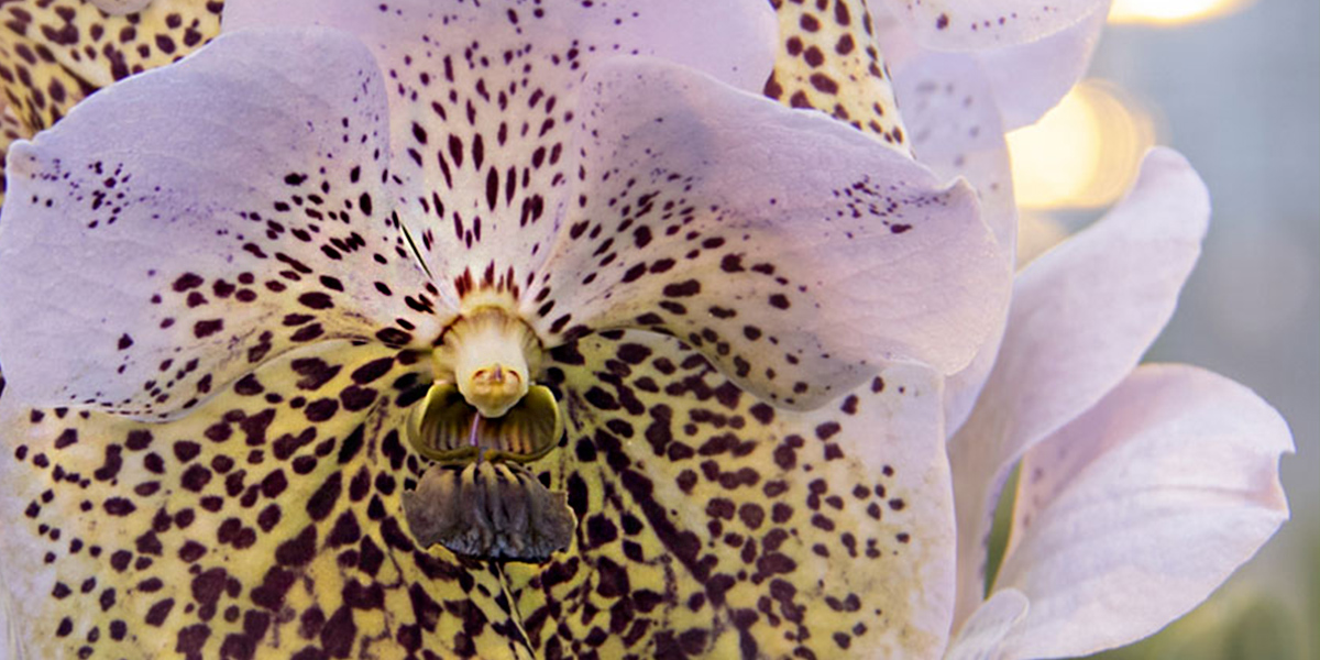 Vanda Divana Sea Shell Cut flower on Thursd header.jpg