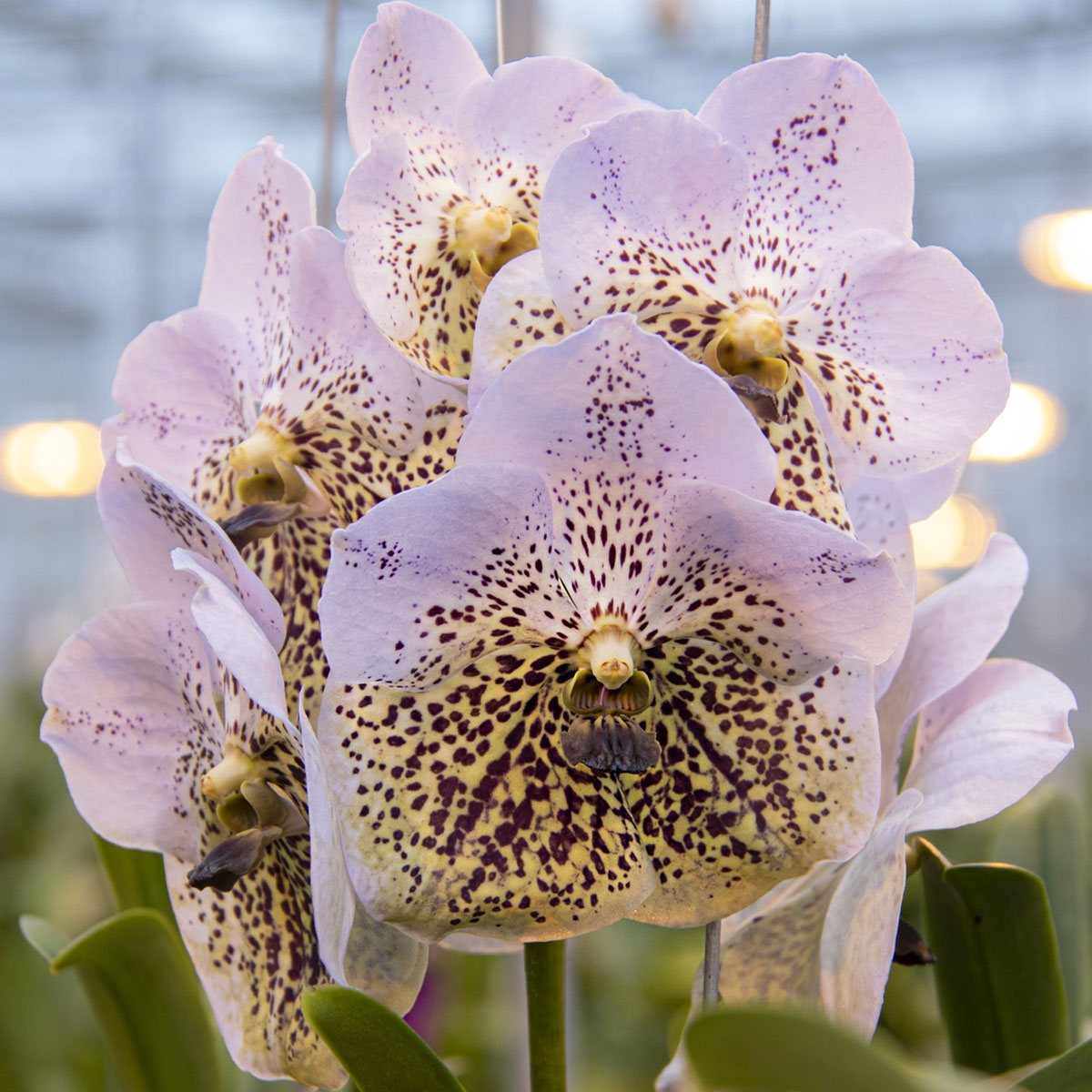 Vanda Divana Sea Shell orchid