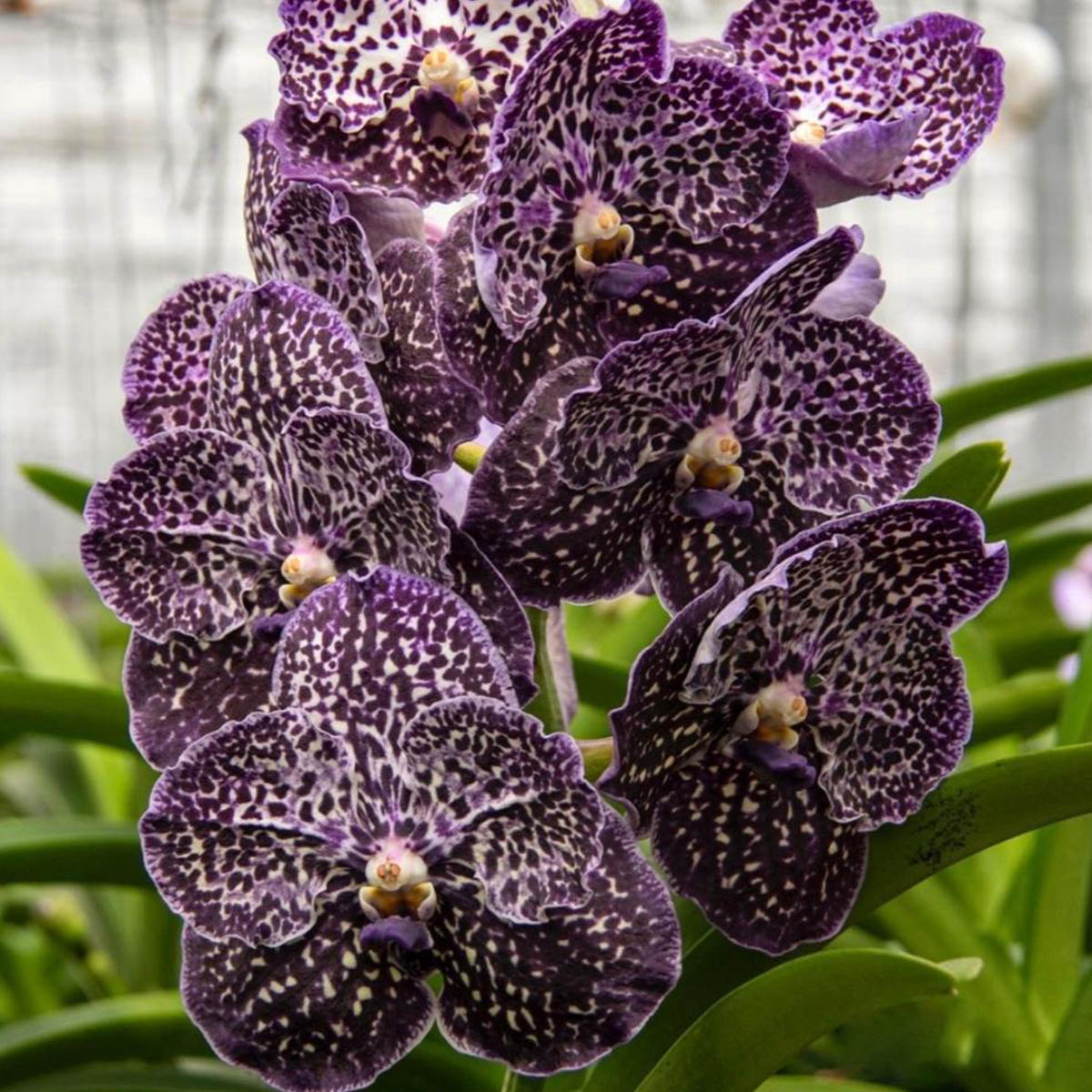 Ansu Vandas Sunanda Jeff Leatham orchid