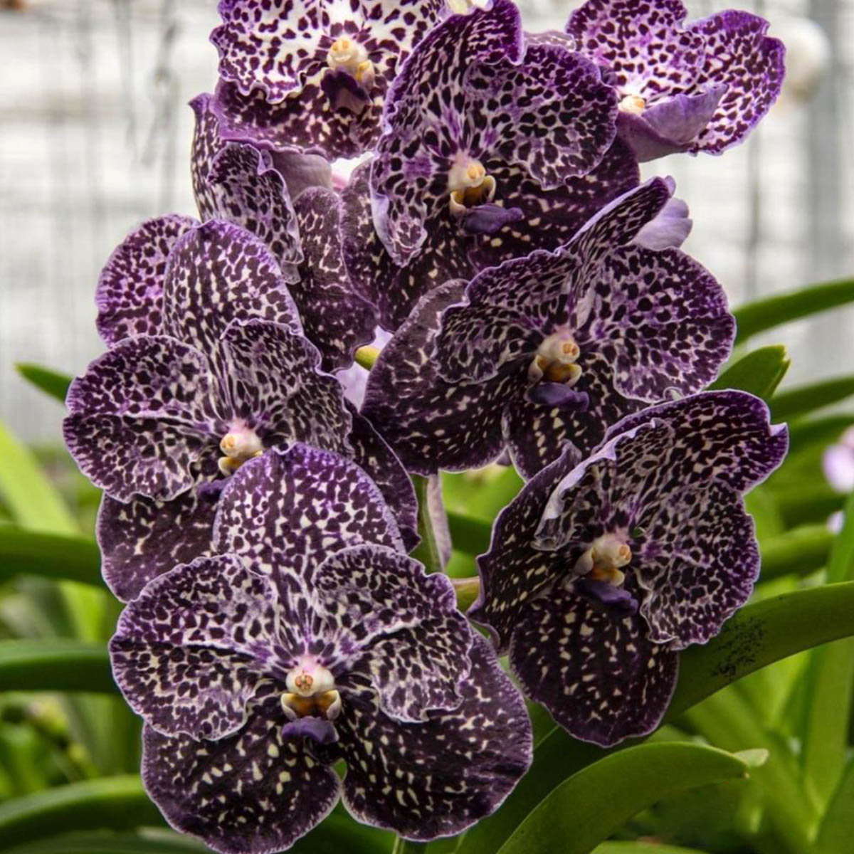 VANDA