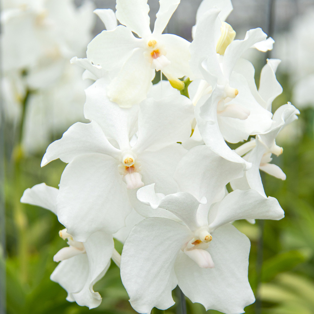 Vanda Orchid Kanchana Ansu number one