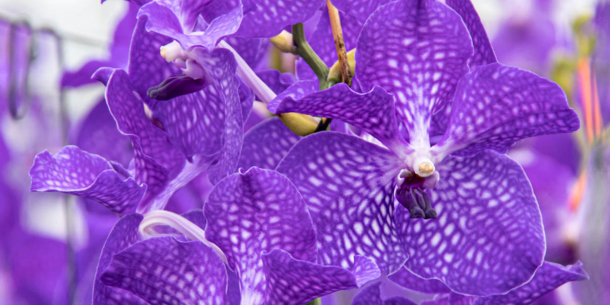 Vanda Orchid Kanchana Magic Blue