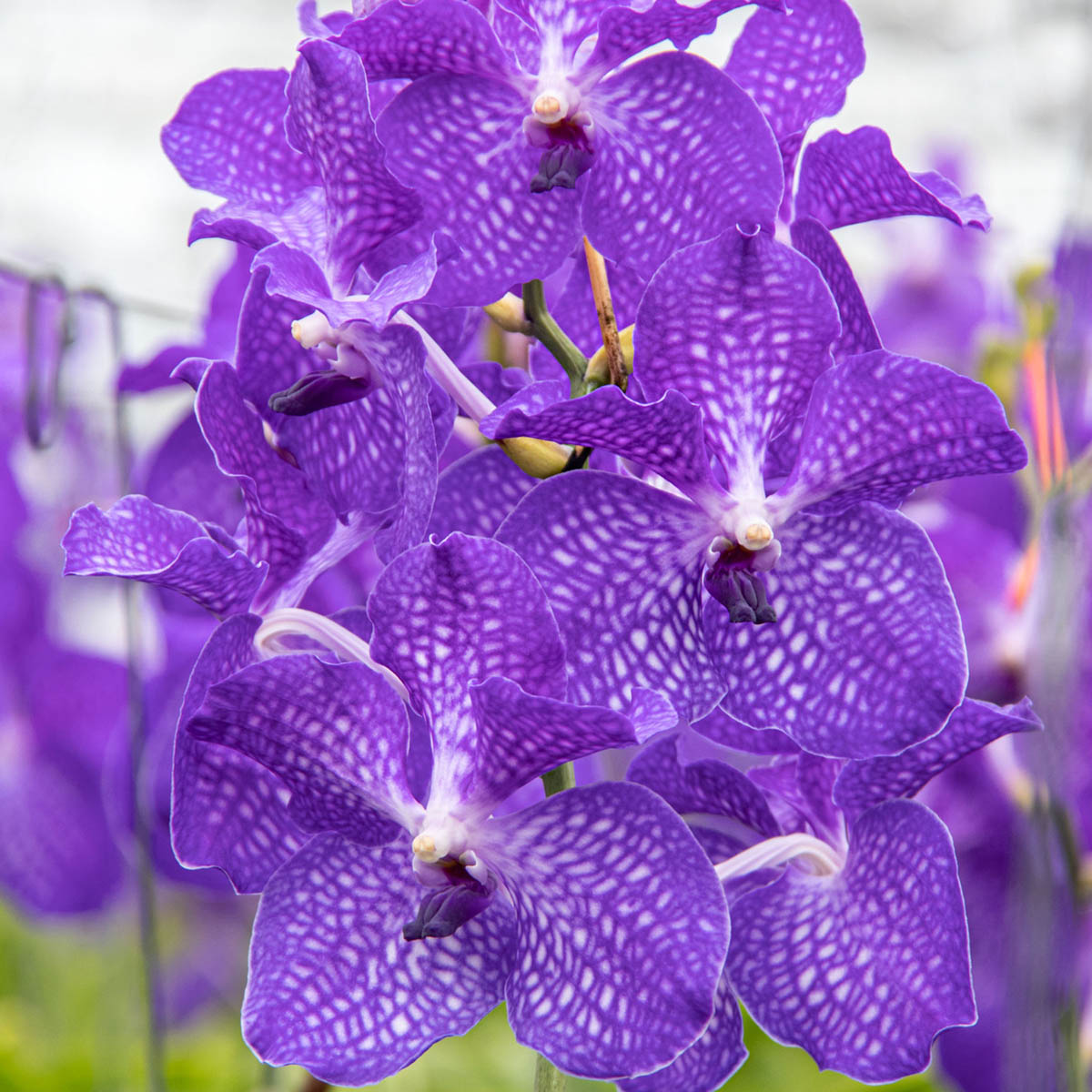 Vanda Kanchana Magic Blue Cut flower