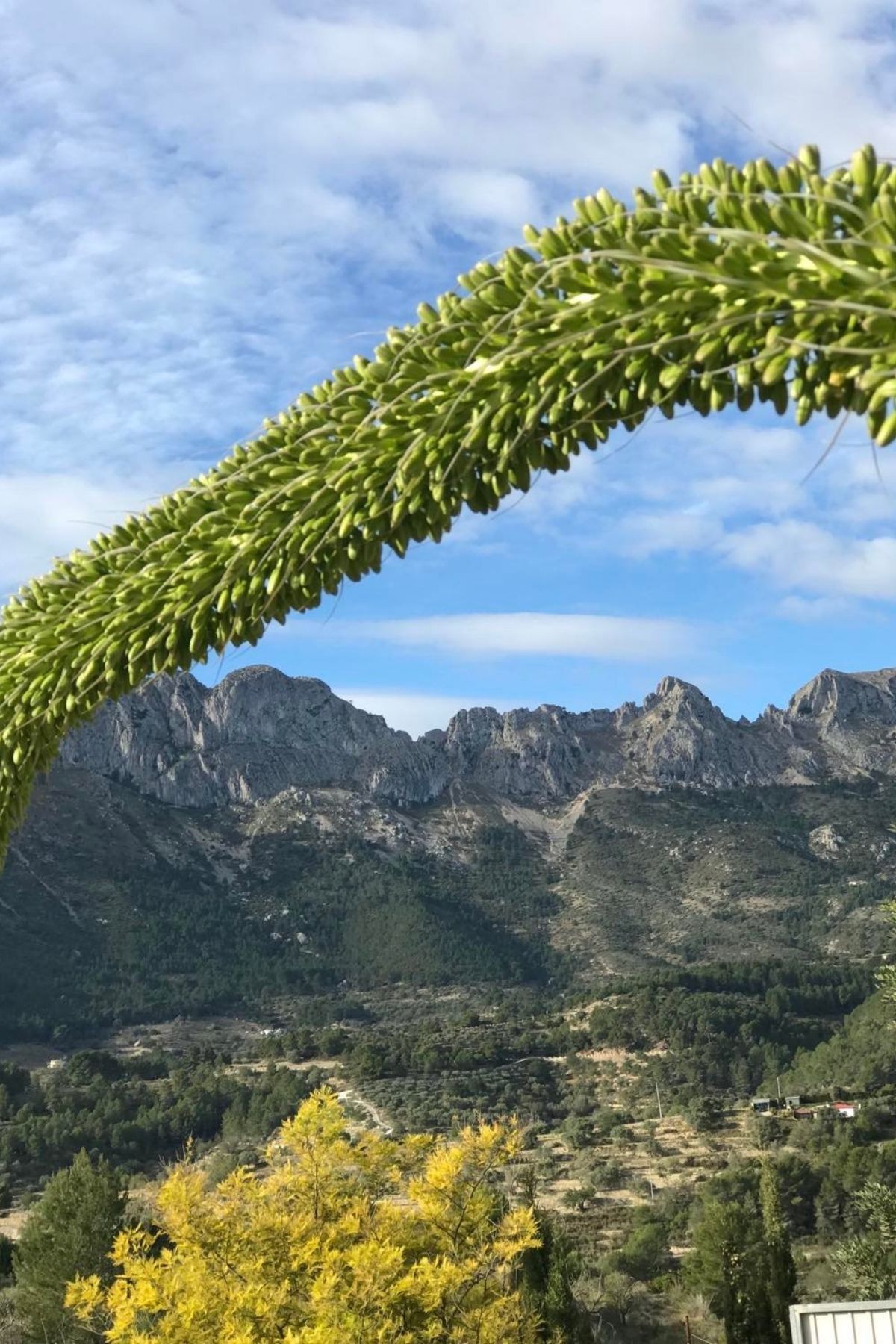 Flowering Foxtail Agave or Agave Attenuata in Calpe, Spain