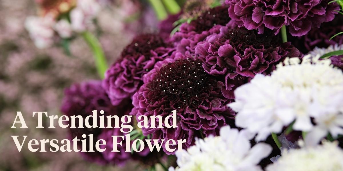 header Scabiosa Scoop Are the Petit Fours of the Floral World01.jpg