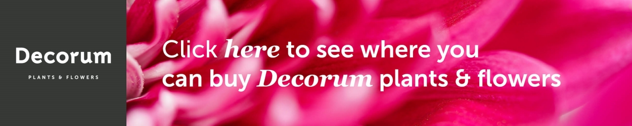 Decorum banner on Thursd