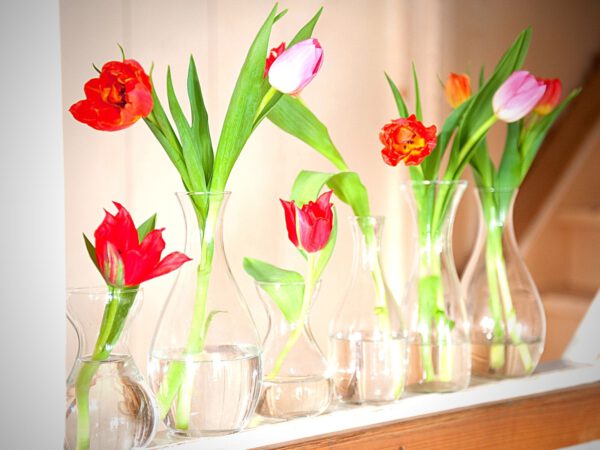 Dutch Tulip Day