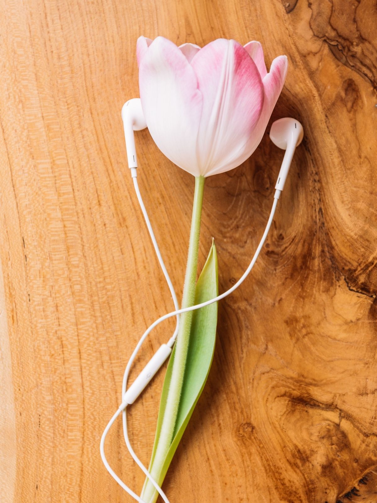 Tulip with headphones - flower farming podcasts on thursd
