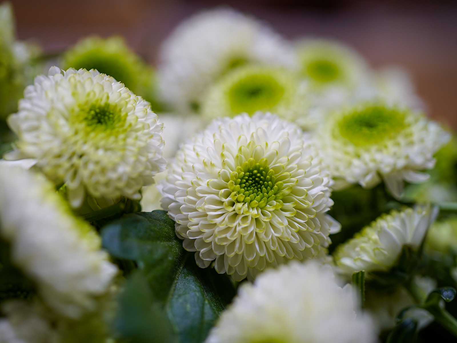 Chrysanthemum Santini Maverick White FeelHarmony on Thursd