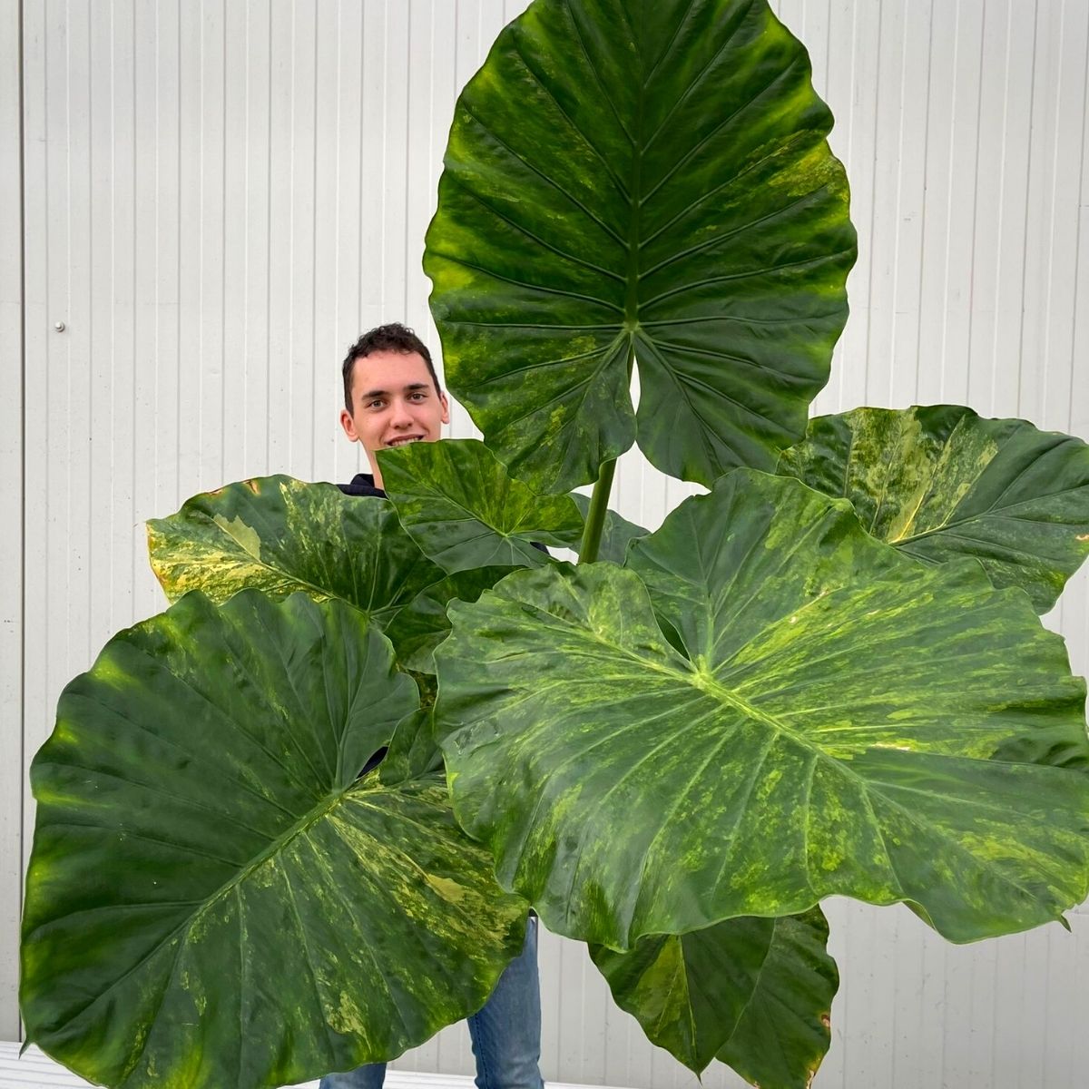 Max Snier with an Alocasia Macrorrhiza Variegata - on Thursd - Rare Houseplants of 2022