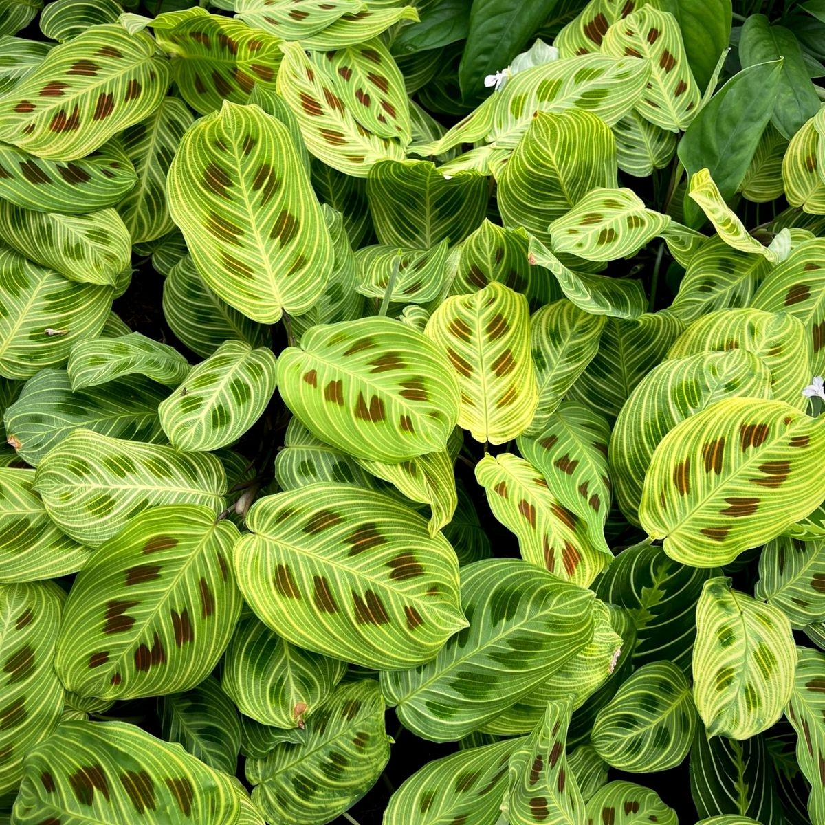 Maranta Leuconeura Light Veins - on Thursd - The Most Wanted Rare Houseplants of 2022