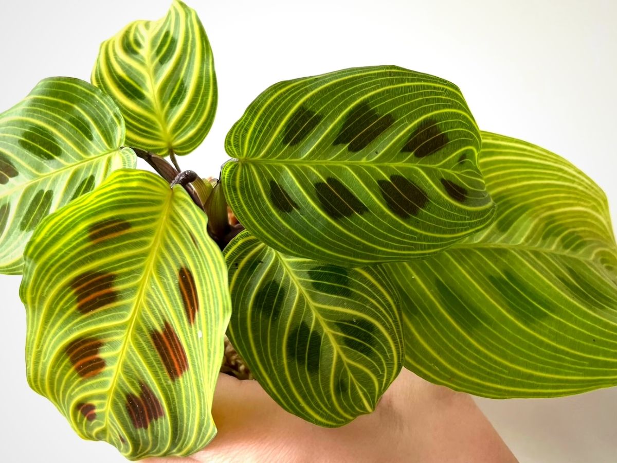 Maranta Leuconeura Light Veins - on Thursd - Rare Houseplants of 2022