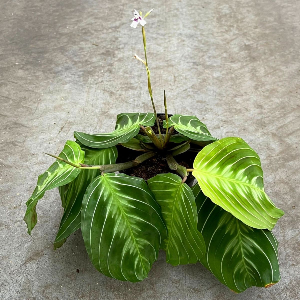 Maranta NoID - on Thursd - Rare Houseplants of 2022