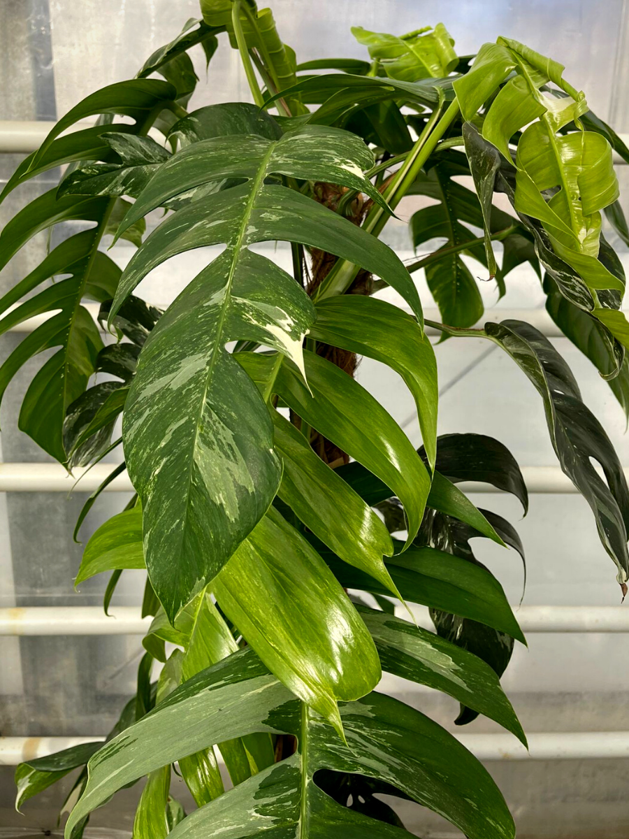 Unfurling Epipremnum pinnatum aurea variegata leaf : r/houseplants