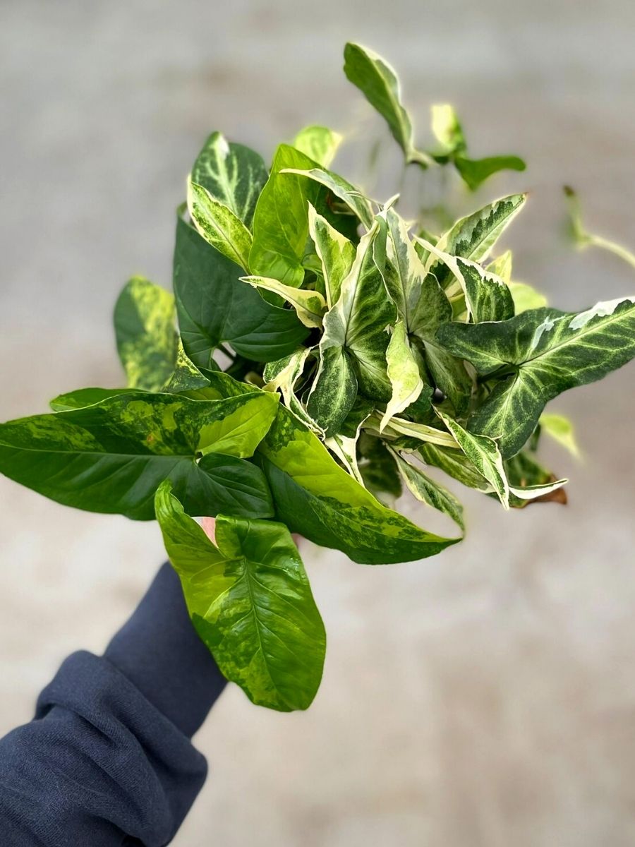 Unfurling Epipremnum pinnatum aurea variegata leaf : r/houseplants