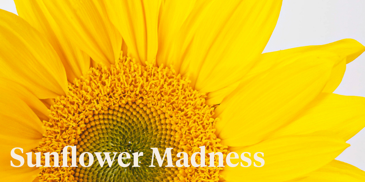 details-flowers-software-partners-with-ball-sb-to-present-the-sunflower-madness-contest-header