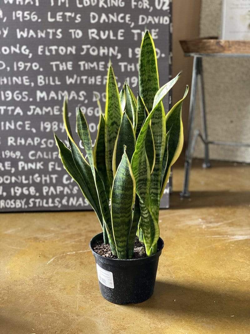 Lucky plants in front shop of the house