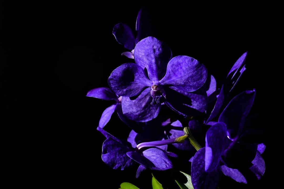 Blue Vanda - Plant that brings luck