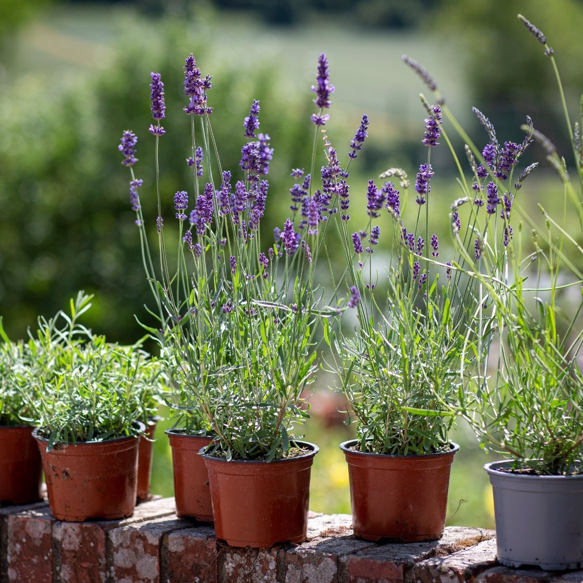 Lavandula Angustifolia – Planta que traz sorte