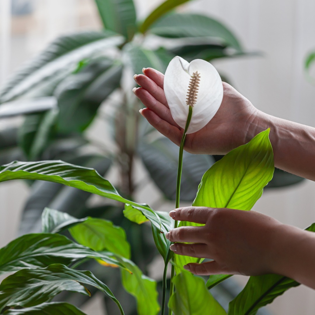 Spathiphyllum – planta que traz boa sorte e fortuna