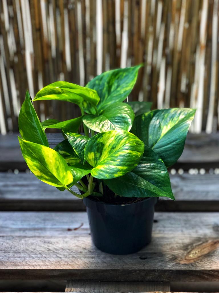 Golden pothos - a luck and fortune bringing plant