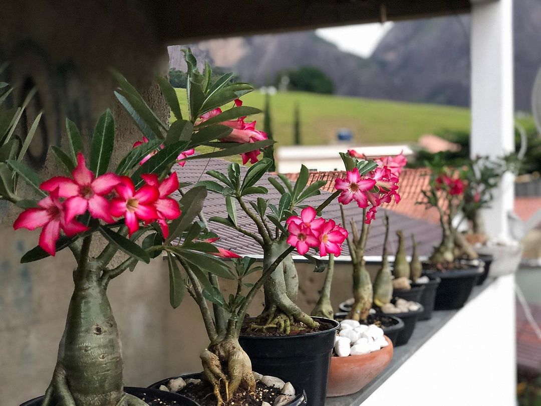 Adenium is a plant that brings good luck