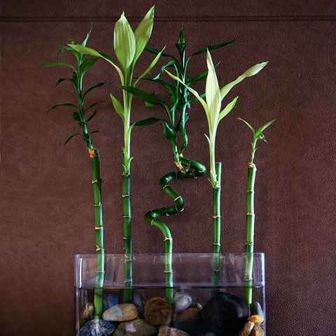 Lucky Bamboo - Dracaena Sanderiana