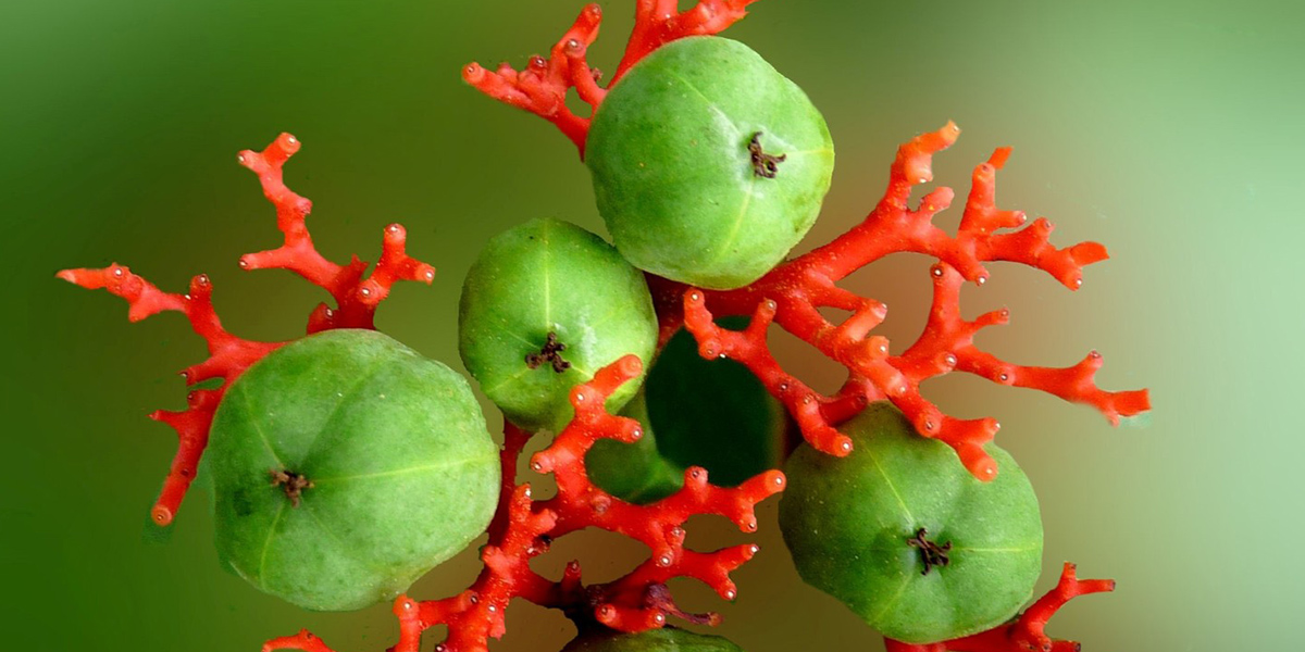 Jatropha Podagrica Compacta houseplant