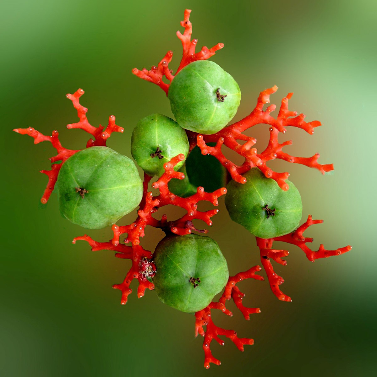these-stunning-jatropha-varieties-from-decorum-are-now-on-the-market-featured