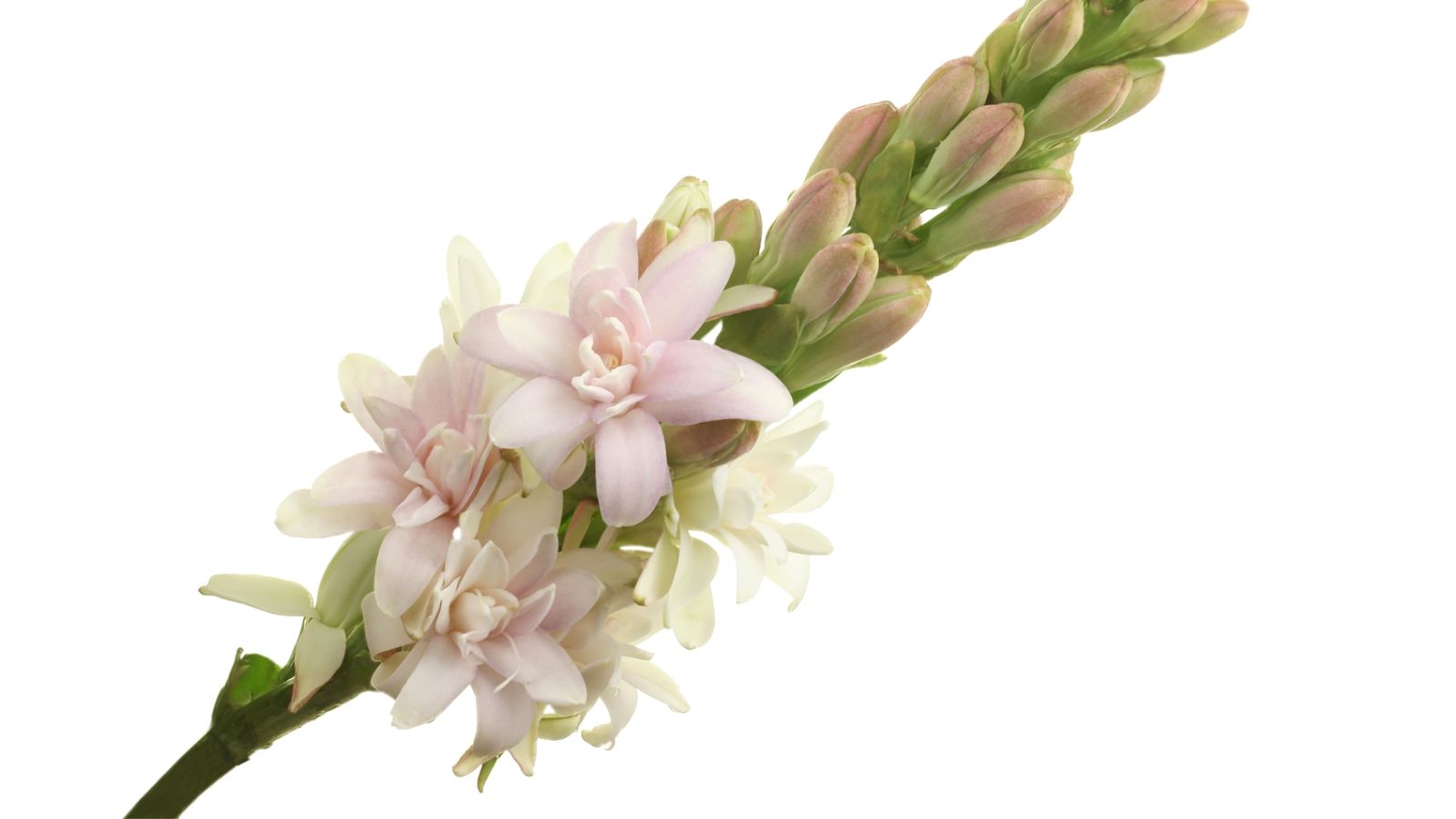 polianthes-pink-sapphire-cut-flower-on-thursd-facebook.jpg