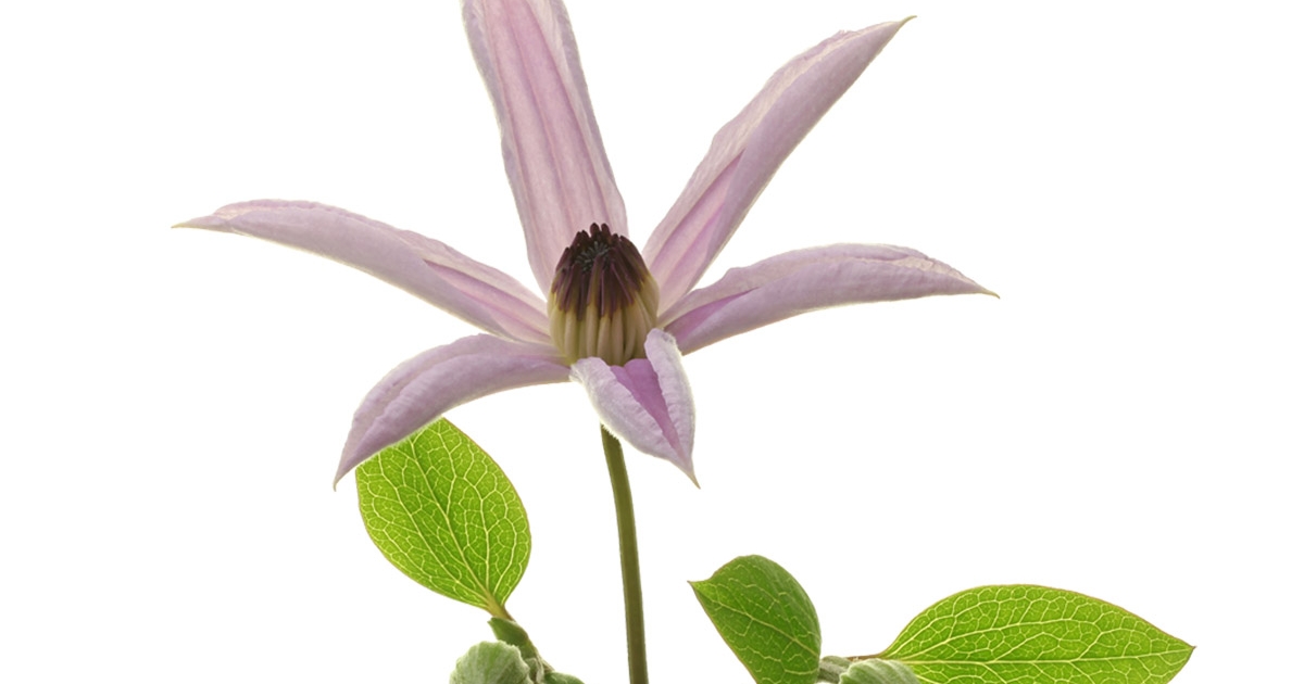 clematis-amazing-miami-header product-on-thursd.jpg