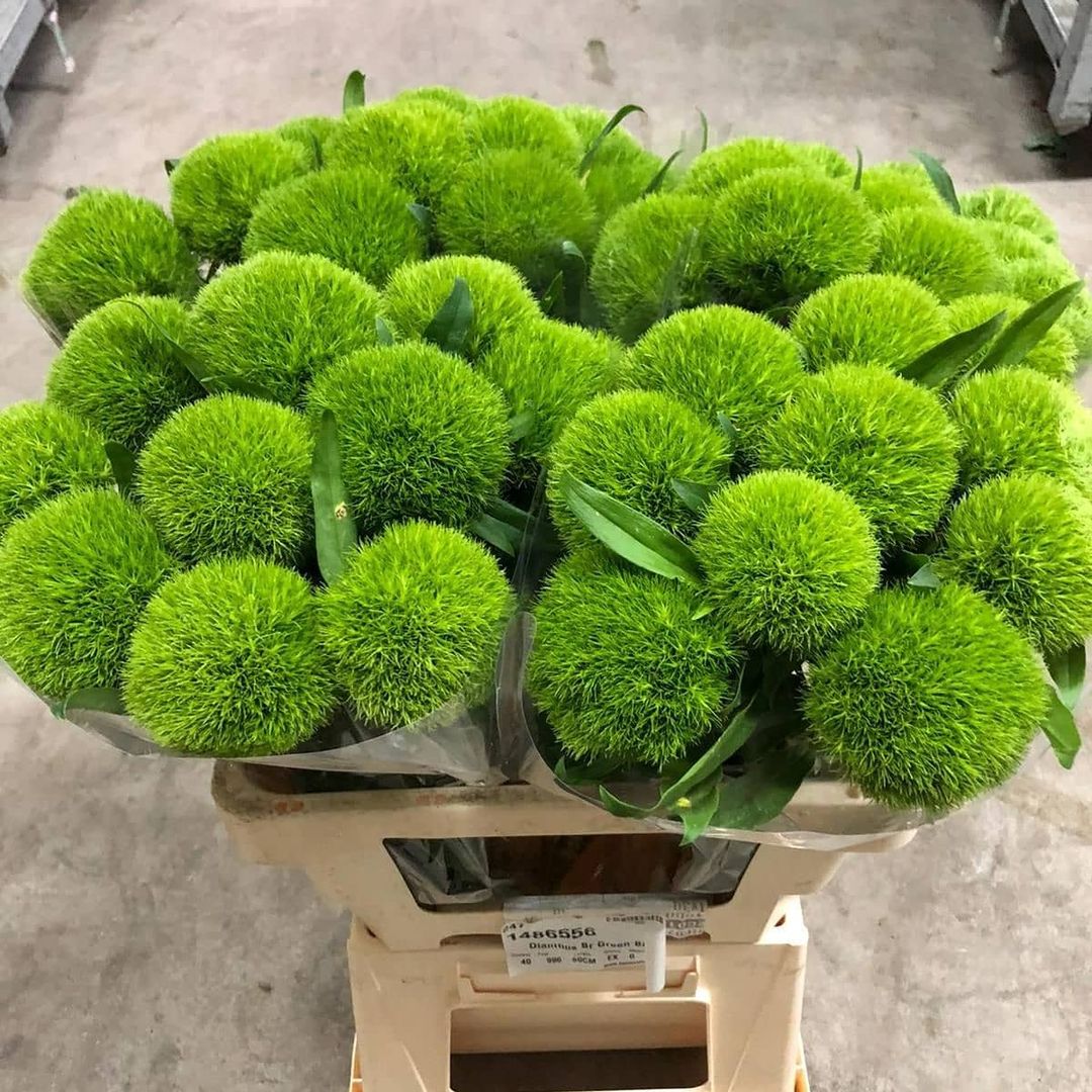 The World-Renowned Green Ball Dianthus - And What Do You ...