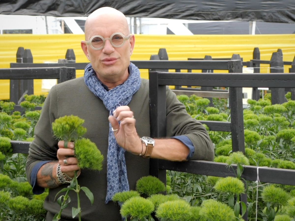 Pieter Landman - Green Ball and Cocoa Ball Dianthus Barbatus - on Thursd.