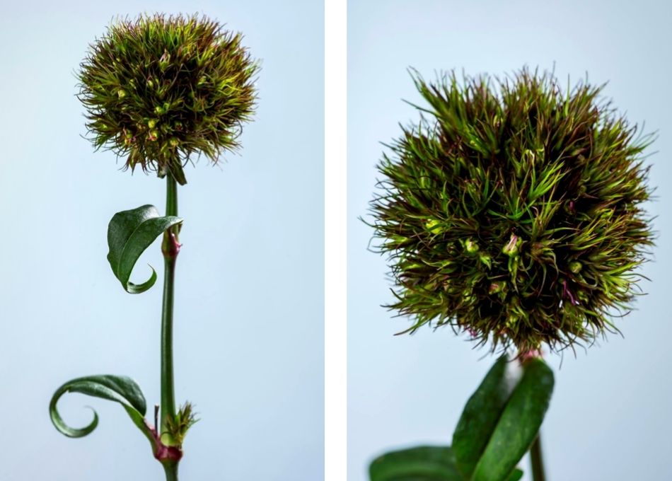 Crazy Chocolate Ball Dianthus Barbatus - on Thursd