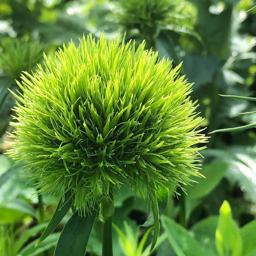 The World-Renowned Green Ball Dianthus - And What Do You Think of the Ne