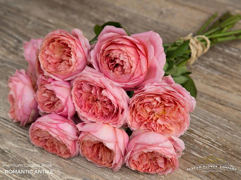 Rose Romantic Antike - Old Garden Rose - on Thursd