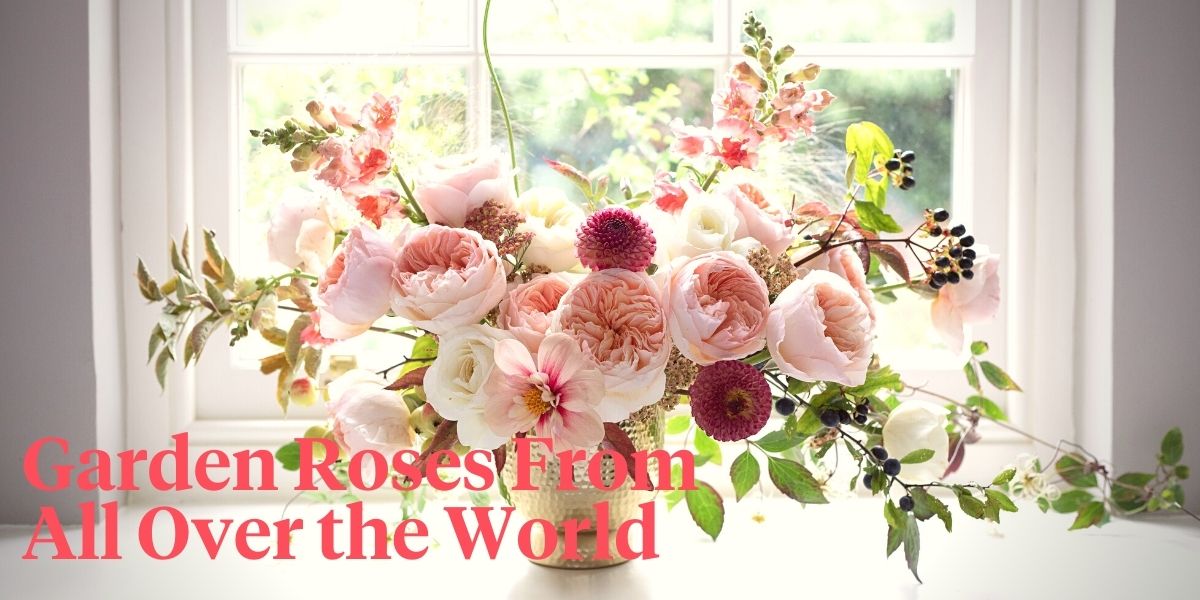 Garden roses from england france germany and japan - header.jpg