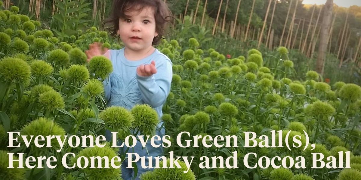 the-world-renowned-green-ball-dianthus-and-what-do-you-think-of-the-new-punky-ball-and-cocoa-ball-header