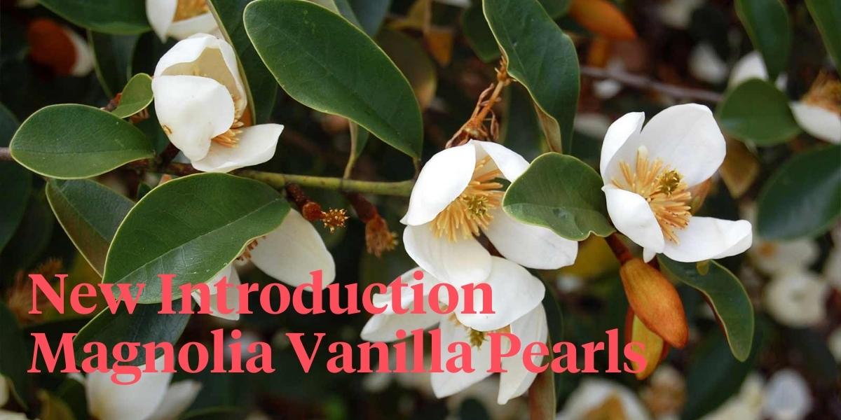 new-introduction-from-van-son-koot-magnolia-vanilla-pearls-header