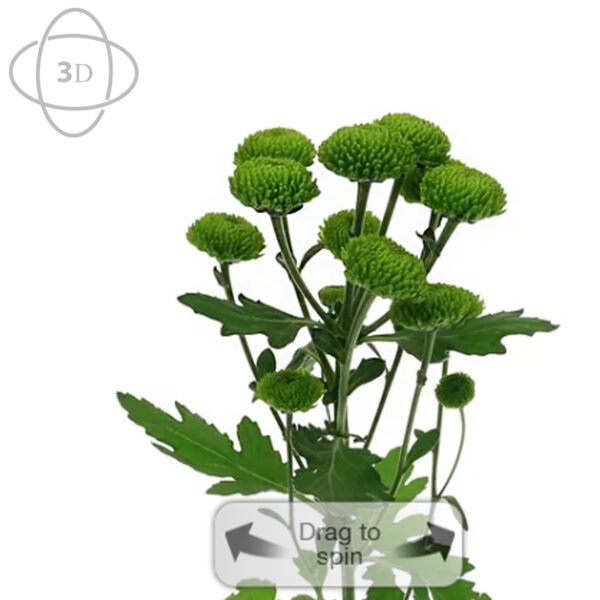 TOTF2021 Deliflor Chrysanthemum Deligreen