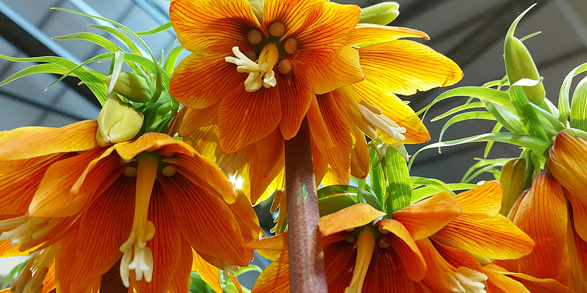 Fritillaria Orange Sweet Cut flower on Thursd header.jpg